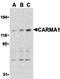Caspase recruitment domain-containing protein 11 antibody, orb74513, Biorbyt, Western Blot image 
