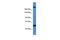 SPRE-binding protein antibody, GTX17396, GeneTex, Western Blot image 