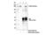 Ectonucleotide Pyrophosphatase/Phosphodiesterase 3 antibody, 75442S, Cell Signaling Technology, Immunoprecipitation image 