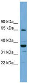Negative elongation factor C/D antibody, TA344592, Origene, Western Blot image 