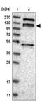 Rho Guanine Nucleotide Exchange Factor 10 Like antibody, NBP1-90431, Novus Biologicals, Western Blot image 
