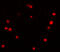 Progesterone Immunomodulatory Binding Factor 1 antibody, 7237, ProSci, Immunofluorescence image 