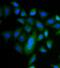 Caspase 9 antibody, FNab01296, FineTest, Immunofluorescence image 