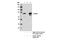 Synoviolin 1 antibody, 14773S, Cell Signaling Technology, Immunoprecipitation image 