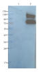 Lipase G, Endothelial Type antibody, orb100394, Biorbyt, Western Blot image 