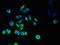 Solute Carrier Family 40 Member 1 antibody, orb52058, Biorbyt, Immunocytochemistry image 