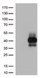 T cell immunoreceptor with Ig and ITIM domains antibody, CF812550, Origene, Western Blot image 