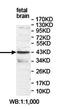Apelin Receptor antibody, orb78339, Biorbyt, Western Blot image 