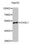 CHI3L1 antibody, orb48328, Biorbyt, Western Blot image 