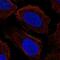 Proline-rich transmembrane protein 2 antibody, NBP2-55405, Novus Biologicals, Immunofluorescence image 
