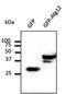 pMKP1 antibody, orb2984, Biorbyt, Western Blot image 