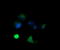 Melan-A antibody, LS-C174655, Lifespan Biosciences, Immunofluorescence image 