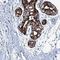 Calcium Binding And Coiled-Coil Domain 1 antibody, HPA038314, Atlas Antibodies, Immunohistochemistry frozen image 