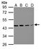 Branched Chain Amino Acid Transaminase 2 antibody, LS-C185596, Lifespan Biosciences, Western Blot image 