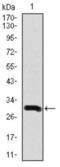 Doublecortin antibody, abx010988, Abbexa, Western Blot image 