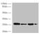 Mediator Complex Subunit 7 antibody, A59786-100, Epigentek, Western Blot image 