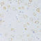 CD63 Molecule antibody, A01080, Boster Biological Technology, Immunohistochemistry frozen image 