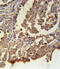Melanocortin 2 Receptor antibody, 61-968, ProSci, Immunohistochemistry paraffin image 