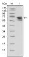 Neurotrophic Receptor Tyrosine Kinase 1 antibody, AM06329SU-N, Origene, Western Blot image 