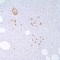 Somatostatin antibody, TA327736, Origene, Immunohistochemistry frozen image 