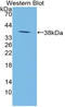 Neuropeptide S antibody, LS-C374012, Lifespan Biosciences, Western Blot image 