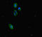 Polycomb protein SUZ12 antibody, LS-C679708, Lifespan Biosciences, Immunofluorescence image 