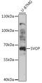 SV2 Related Protein antibody, 16-282, ProSci, Western Blot image 