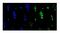 Ubiquitin Conjugating Enzyme E2 I antibody, A02295-1, Boster Biological Technology, Immunofluorescence image 