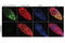 Erk1 antibody, 4370P, Cell Signaling Technology, Immunofluorescence image 