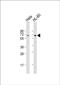 GPI mannosyltransferase 3 antibody, PA5-49281, Invitrogen Antibodies, Western Blot image 