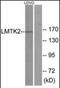 Serine/threonine-protein kinase LMTK2 antibody, orb96521, Biorbyt, Western Blot image 