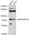 M-Phase Phosphoprotein 10 antibody, 13-393, ProSci, Western Blot image 