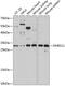 Dehydrogenase/Reductase 11 antibody, GTX66257, GeneTex, Western Blot image 