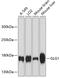 Golgi Glycoprotein 1 antibody, 14-228, ProSci, Western Blot image 