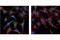 Akt antibody, 4685S, Cell Signaling Technology, Immunofluorescence image 
