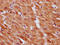 Small EDRK-Rich Factor 1B antibody, LS-C681304, Lifespan Biosciences, Immunohistochemistry paraffin image 