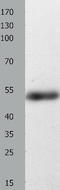 CASP8 And FADD Like Apoptosis Regulator antibody, TA323814, Origene, Western Blot image 