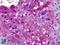 Apolipoprotein A2 antibody, LS-B4281, Lifespan Biosciences, Immunohistochemistry frozen image 