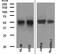 Fli-1 Proto-Oncogene, ETS Transcription Factor antibody, M00399-1, Boster Biological Technology, Western Blot image 