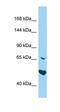 AT-Hook Transcription Factor antibody, orb326577, Biorbyt, Western Blot image 
