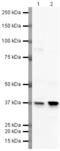 Lymphatic Vessel Endothelial Hyaluronan Receptor 1 antibody, PA5-19620, Invitrogen Antibodies, Western Blot image 
