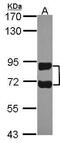 Ran GTPase Activating Protein 1 antibody, PA5-30143, Invitrogen Antibodies, Western Blot image 