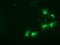 Sepiapterin Reductase antibody, GTX83574, GeneTex, Immunofluorescence image 