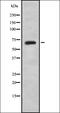 T-Box 15 antibody, orb337523, Biorbyt, Western Blot image 