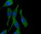 Protein Phosphatase 1 Regulatory Inhibitor Subunit 1A antibody, NBP2-67695, Novus Biologicals, Immunocytochemistry image 