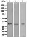 Annexin A5 antibody, TA307565, Origene, Western Blot image 
