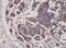 Diablo IAP-Binding Mitochondrial Protein antibody, NBP2-61586, Novus Biologicals, Immunohistochemistry paraffin image 
