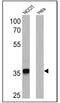 Quiescin Sulfhydryl Oxidase 1 antibody, MA1-014-HRP, Invitrogen Antibodies, Western Blot image 
