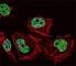 Homeobox protein cut-like 1 antibody, F49389-0.4ML, NSJ Bioreagents, Western Blot image 