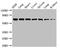 Replication protein A 70 kDa DNA-binding subunit antibody, CSB-PA020088LA01HU, Cusabio, Western Blot image 